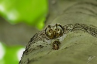 Syc rousny - Aegolius funereus - Boreal Owl 5944